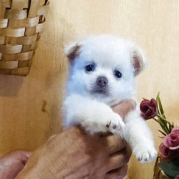 チワワ(ロング)【長崎県・男の子・2025年7月11日・ホワイト5】の写真「可愛らしいお顔してます❣️元気な男の子💕」