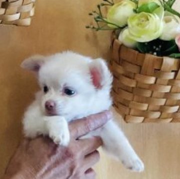 チワワ(ロング)【長崎県・男の子・2025年7月11日・ホワイト4】の写真「おっとり系な可愛い男の子💕💕」
