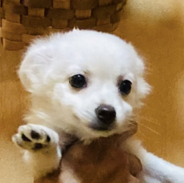 チワワ(ロング)【長崎県・女の子・2025年7月18日・ホワイト3】の写真「健康です👀パッチリ可愛いです🐶健康診断良⭕️」