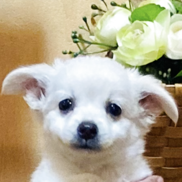 チワワ(ロング)【長崎県・女の子・2025年7月18日・ホワイト3】の写真「👀パッチリ可愛い💕健康診断良⭕️お値段以上❗️」