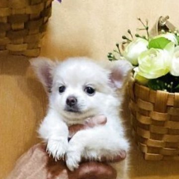 チワワ(ロング)【長崎県・男の子・2025年7月11日・ホワイト 1】の写真「可愛いお顔の男の子です🐶健康診断良⭕️」