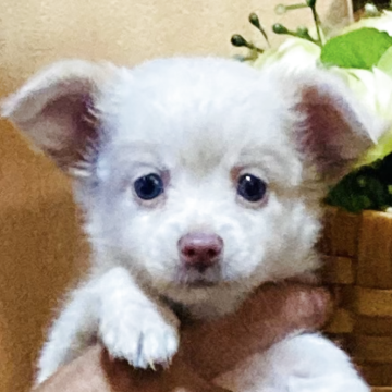 チワワ(ロング)【長崎県・男の子・2025年7月18日・ホワイトクリーム2】の写真「可愛い男の子です🐶健康診断良⭕️お値段以上❗️」