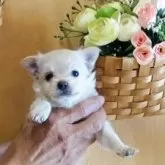 チワワ(ロング)