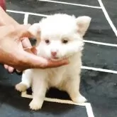 チワワ(ロング)