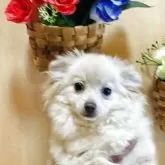 チワワ(ロング)