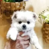 チワワ(ロング)