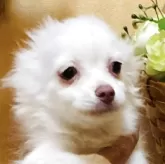 チワワ(ロング)