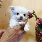 チワワ(ロング)