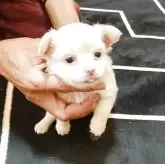 チワワ(ロング)