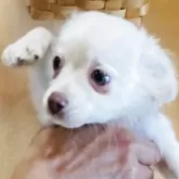 チワワ(ロング)