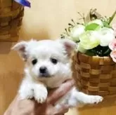 チワワ(ロング)
