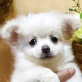チワワ(ロング)