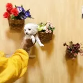 チワワ(ロング)【長崎県・男の子・2025年7月11日・ホワイト4】の写真3