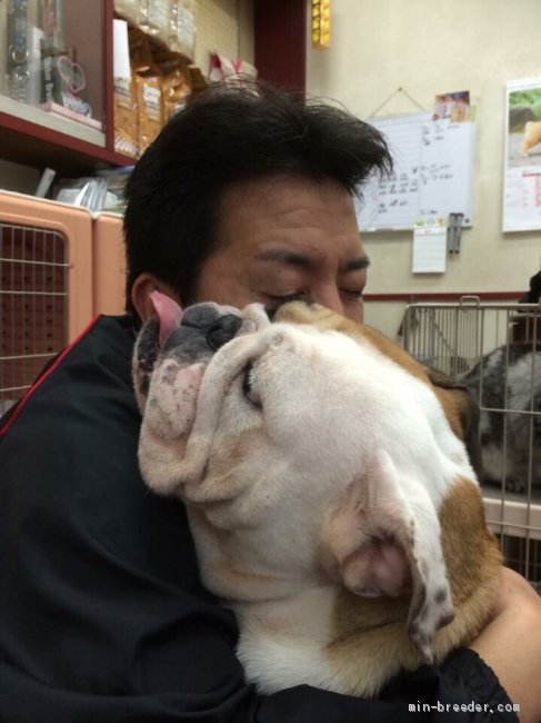 高田　貴敏(たかだ　たかとし)ブリーダー(福岡県・パグなど・JKC登録)の紹介写真3