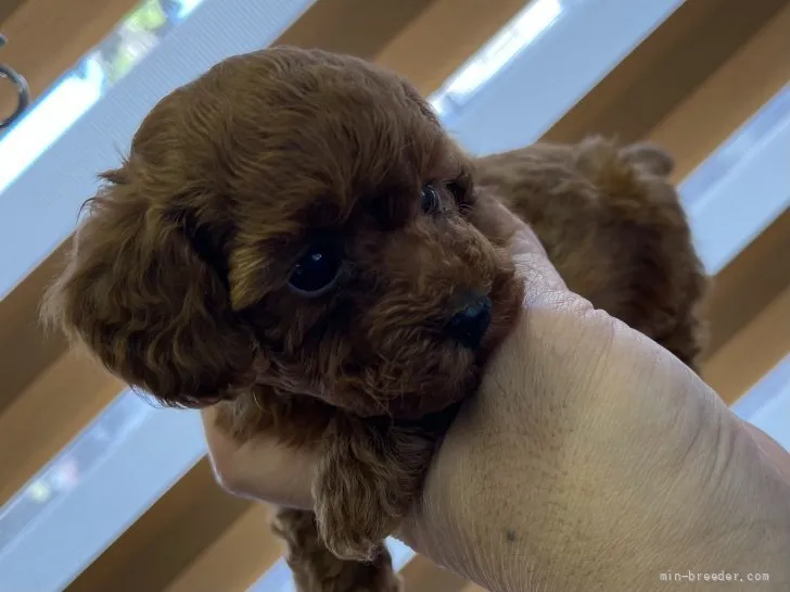 ID：2110-00510の子犬