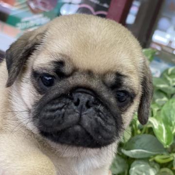 パグ【福岡県・男の子・2022年6月16日・フォン】の写真「間違いなく男前です。」