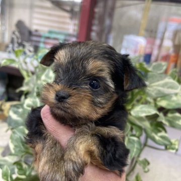 ヨークシャーテリア【福岡県・男の子・2022年12月4日・スチールブルー&タン】の写真「小ぶりだと思います😁」