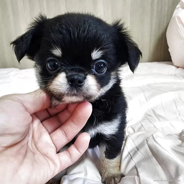 ID：2506-05692の子犬