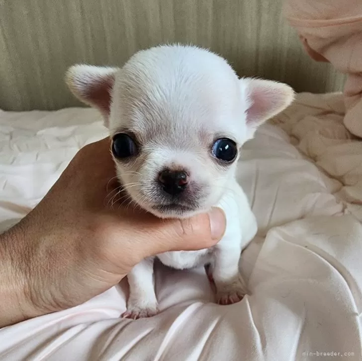 ヤマ 様のお迎えした子犬