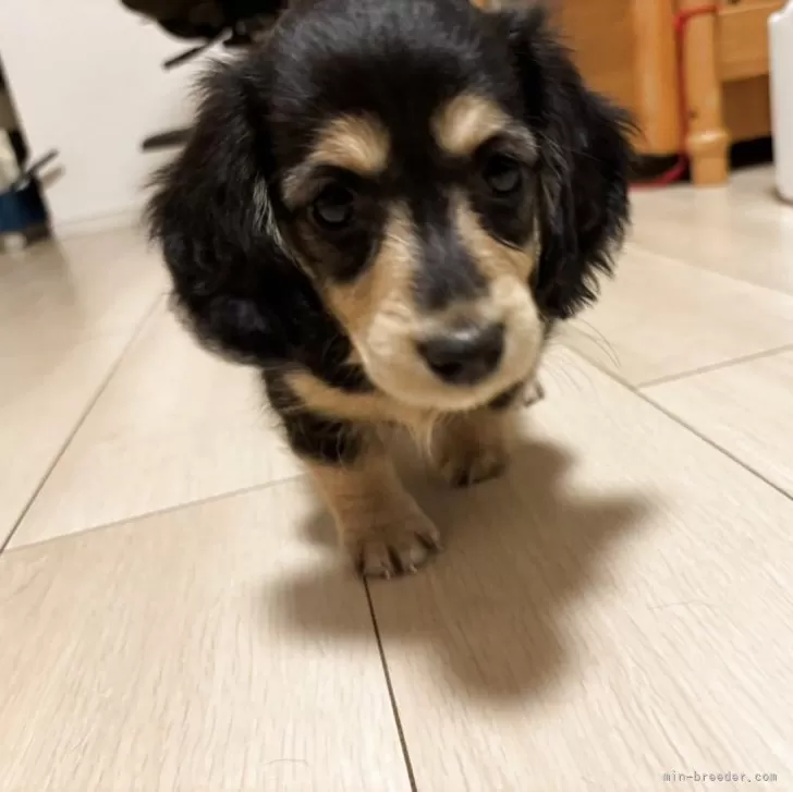 ID:2509-00467の子犬