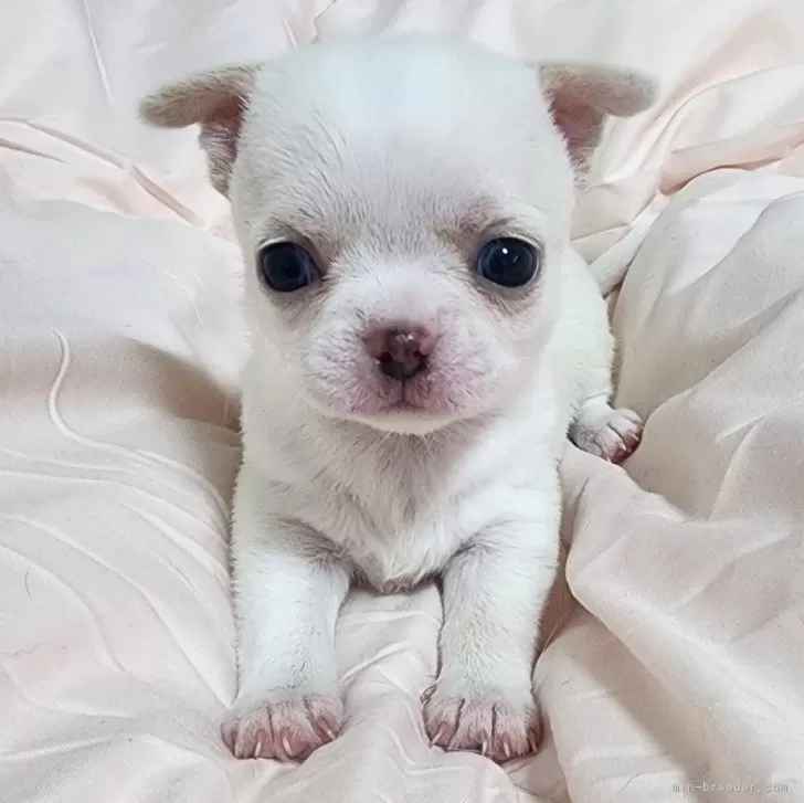ID:2508-04463の子犬