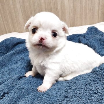チワワ(ロング)【福岡県・男の子・2025年5月3日・ホワイト】の写真「ぽっちゃりしてるけど、可愛さは抜群✨」