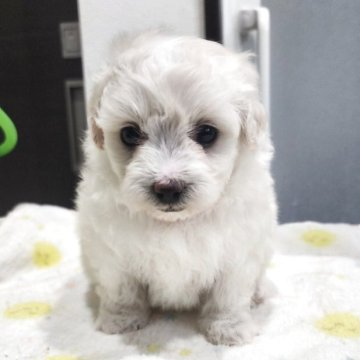 マルプー(トイプードル×マルチーズ)【福岡県・女の子・2025年8月4日・クリーム】の写真「9/24で締め切ります」