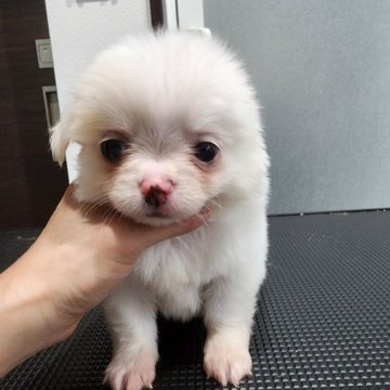 チワワ(ロング)【福岡県・男の子・2025年5月1日・ホワイト】の写真「ぽっちゃりしてるけど、可愛さは抜群✨」