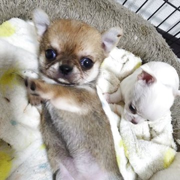 チワワ(スムース)【福岡県・女の子・2025年7月17日・フォーン&ホワイト】の写真「キリッとした顔立ちの女の子♡」
