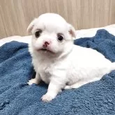 チワワ(ロング)