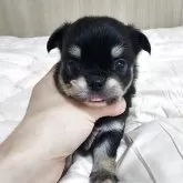 チワワ(スムース)