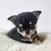 チワワ(スムース)