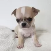 チワワ(スムース)