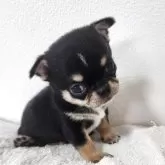 チワワ(スムース)