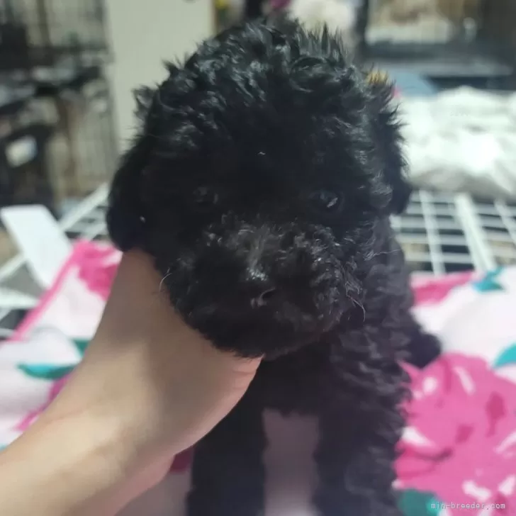 ID:2402-04642の子犬