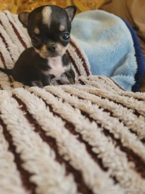 ID:2204-01241の子犬