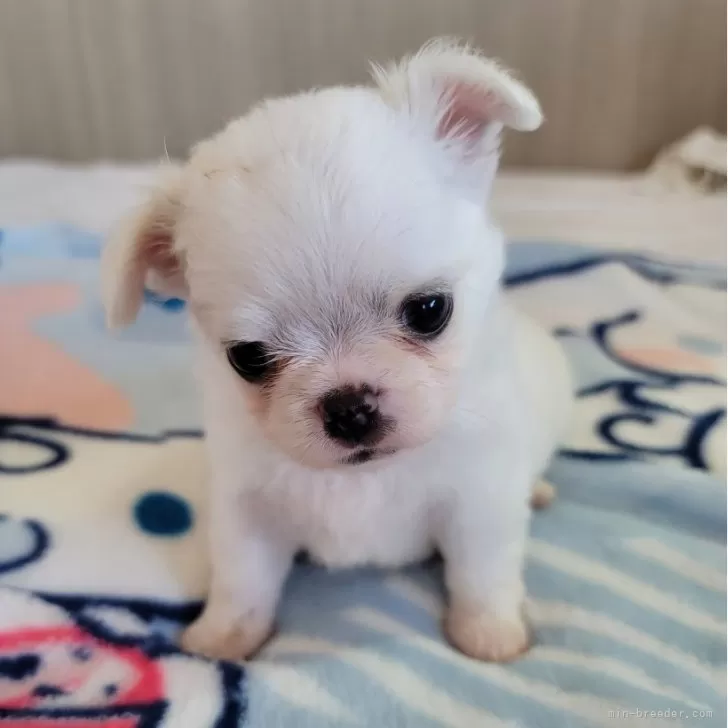 ID：2408-03688の子犬