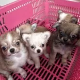 チワワ(ロング)【三重県・女の子・2025年5月1日・ホワイト】の写真12「兄妹集合写真📸✨」