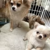 チワワ(ロング)【三重県・女の子・2025年5月1日・ホワイト】の写真14「お母さんと一緒だよ♪」