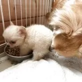 チワワ(ロング)【三重県・女の子・2025年5月1日・ホワイト】の写真15「面倒見のよいお母さんです」