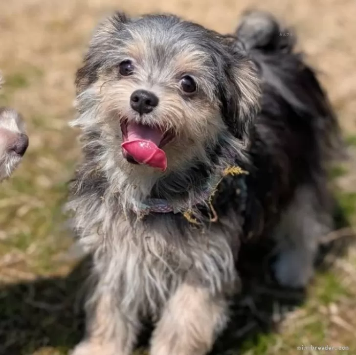 ID:2411-04536の子犬