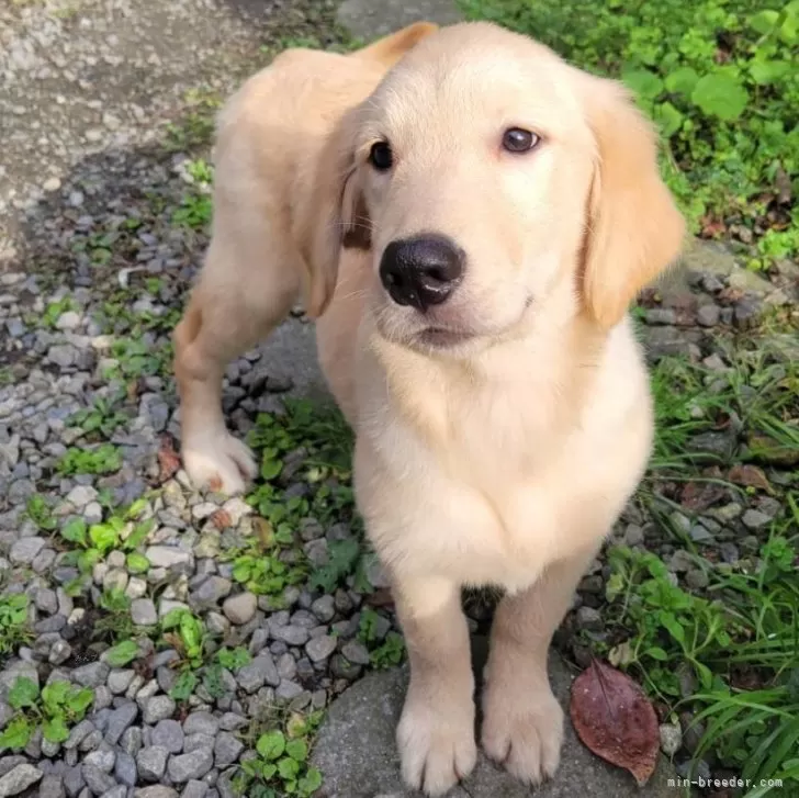 S.M 様のお迎えした子犬