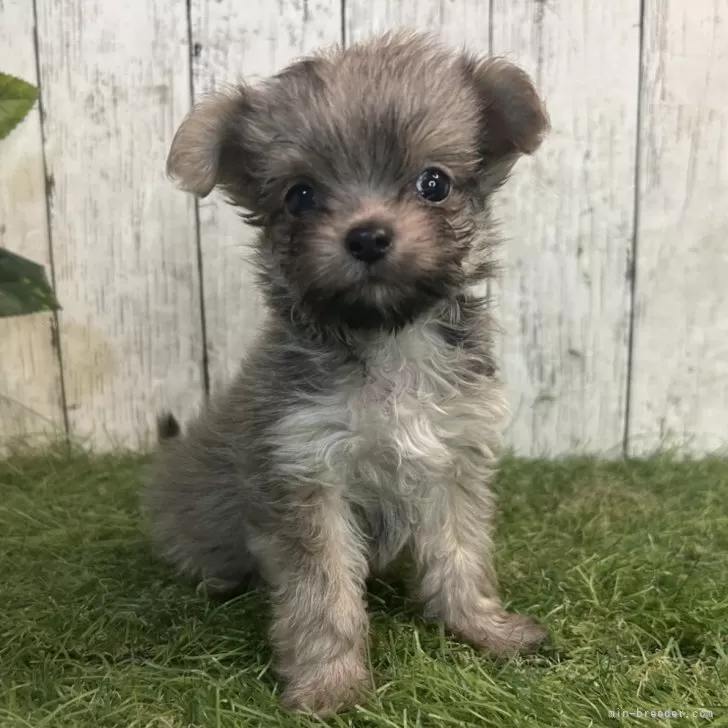 ID:2507-05215の子犬