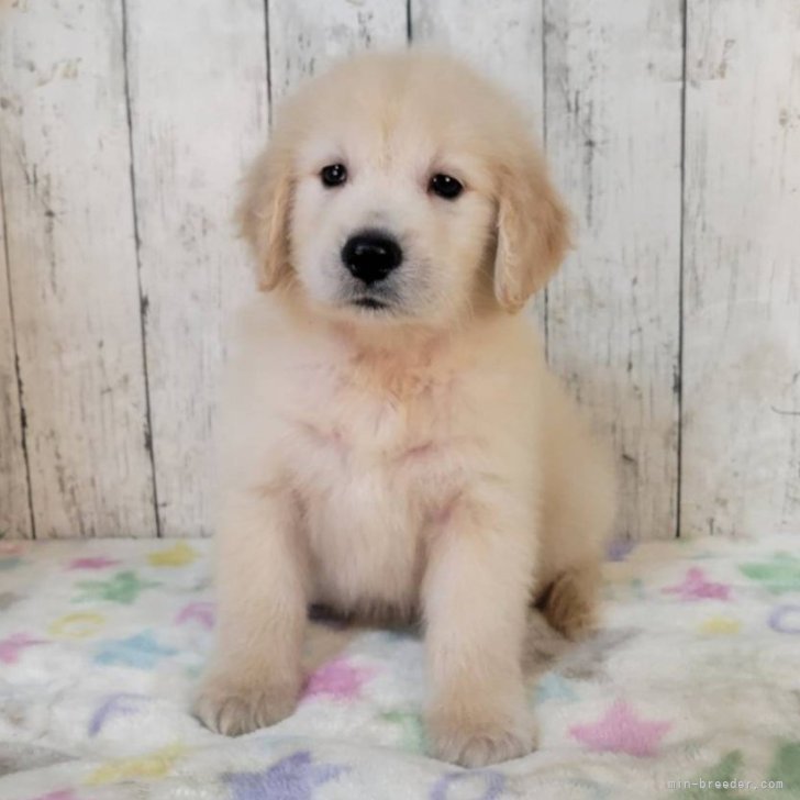 ブリーダー画像