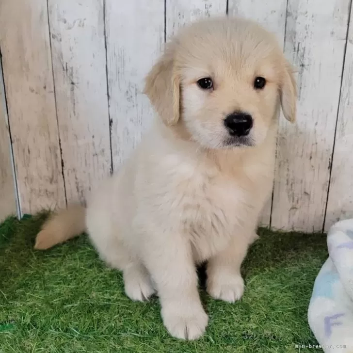 ID：2511-01978の子犬