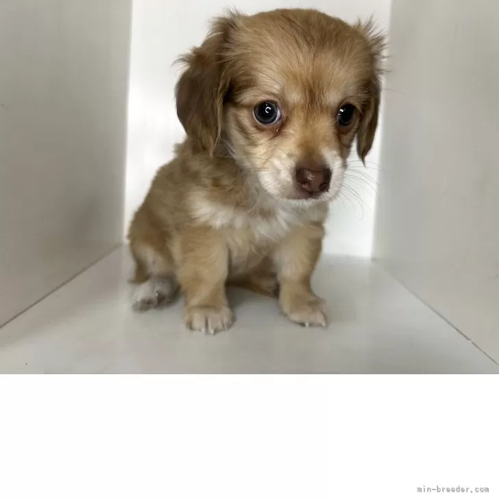 ID:2507-05162の子犬