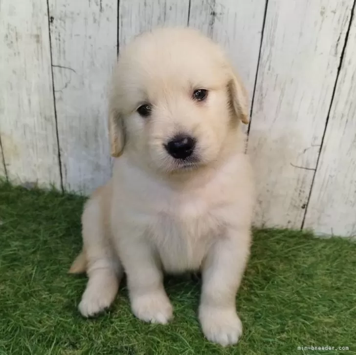 ID:2507-08596の子犬