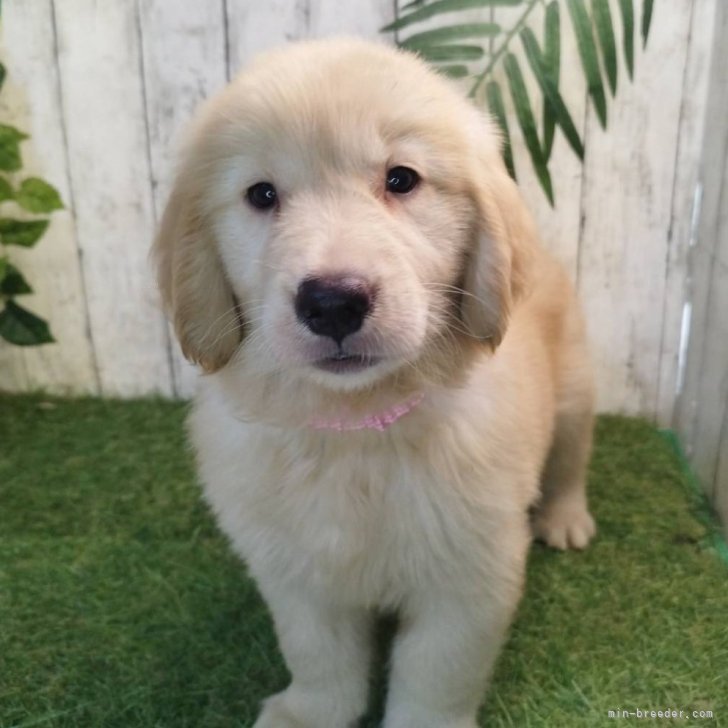 2個セット　Golden Retriever ゴールデンレトリバー12キロ ゴールデンレトリバー【三重県・男の子・2025年6月26日