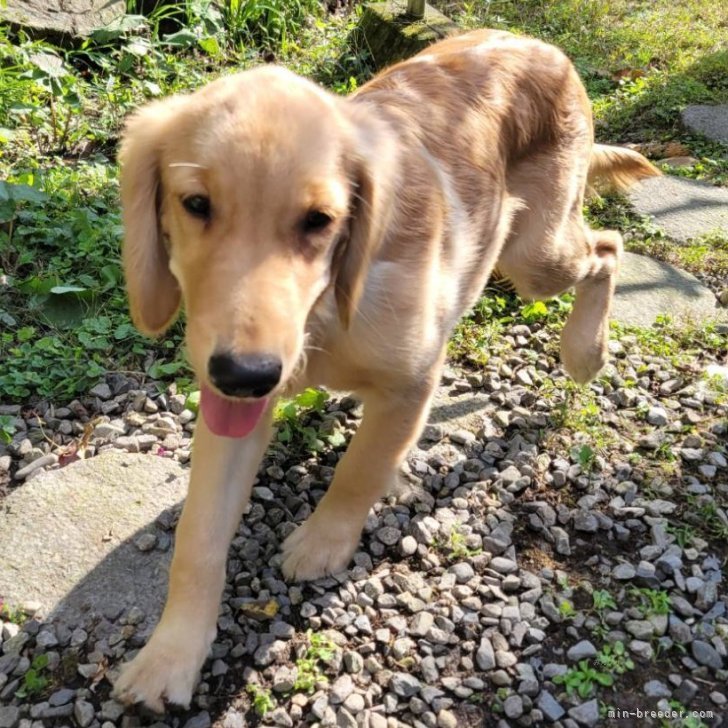 ブリーダー画像