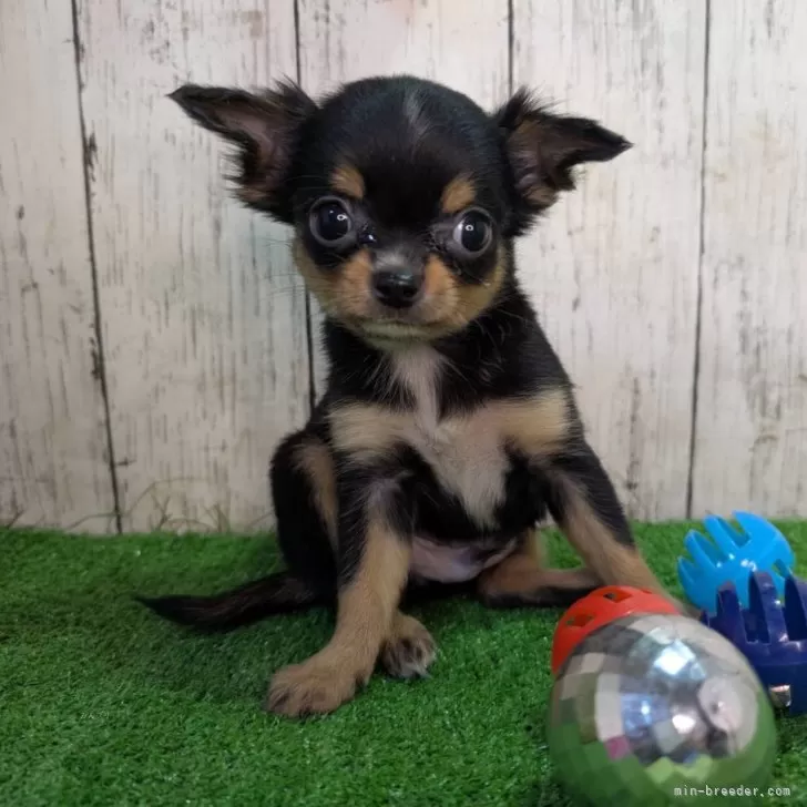 ID：2411-02526の子犬